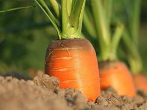Fruit Veg: True Earth Organic Carrots - SML/BABY SIZE 1 kg pre-pack