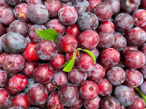 NZ Organic Plums - Red Beaut