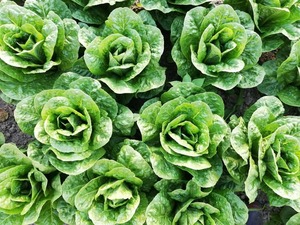 Live2Give Farm Organic Lettuce - Cos