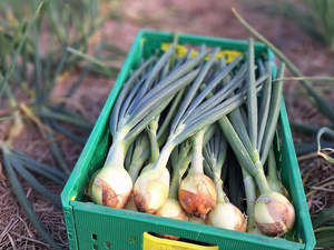 Fruit Veg: Live2Give Farm Organic Fresh Brown Onion Bunches - Each