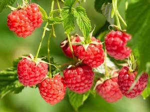 NZ Organic Raspberries - 125g Punnet *Chilled Truck Only