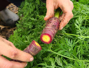 Crooked Vege Organic Purple Carrots - Bunches with green tops