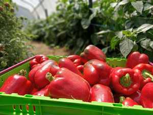 Vegetables Only: NZ Spray-Free Capsicum - Red MEDIUM