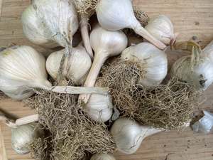 Fruit Veg: Peter's Local Organic Garlic