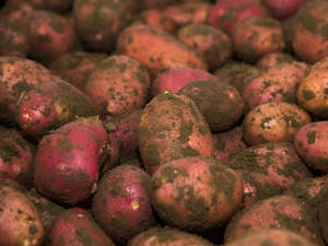 Grocery: Streamside Organic Potatoes - Red