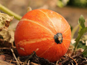 Fruit Veg: Live2Give Farm Organic Pumpkin - Hokkaido