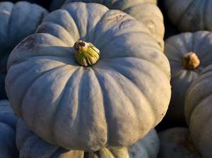Fruit Veg: Bay of Plenty Organic Pumpkin - Crown