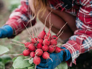 Streamside Organic Radishes - Bunch