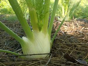 Fruit Veg: Crooked Vege Organic Fennel - Pair of Small Bulbs