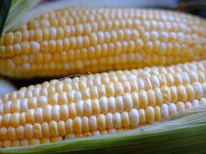 Fruit Veg: Streamside Organics Sweetcorn - Each