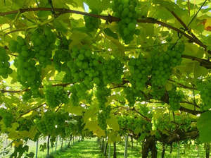 Fruit Veg: Gisborne Organic Grapes - Green JUST PICKED, SWEET & TASTY
