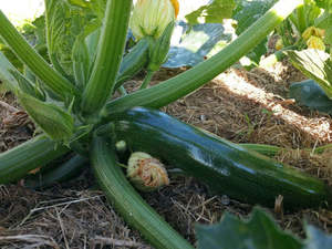 Fruit Veg: Live2Give Farm Organic Zucchini