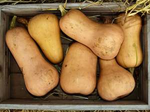 Fruit Veg: Dargaville Organic Pumpkin - Butternut