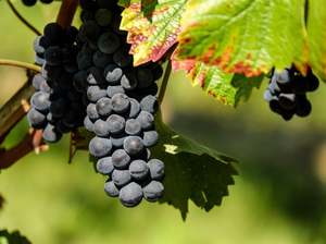 Gisborne Organic Grapes - Black