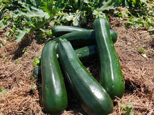 Vegetables Only: Live2Give Farm Organic Zucchini Oversized - Each