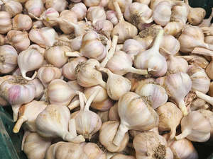 Untamed Earth Organic Garlic