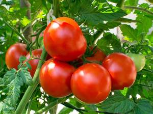 SHARING Masterton Organic Round Tomatoes 1 kg