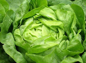 SHARING Live2Give Farm Organic Lettuce - Buttercrunch