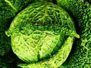 Fruit Veg: Untamed Earth Organic Savoy Cabbage
