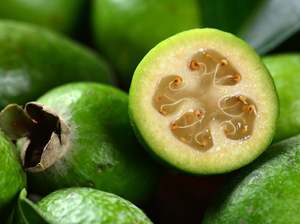 Fruit Only: Cambridge Spray Free Feijoas LARGE