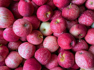 Hastings Organic Apples - Gala TREE RIPENED