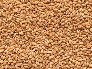 Grocery: NZ Organic Wheat SECONDS - Stock Feed Grade