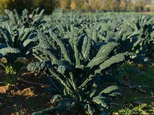 Live2Give Farm Organic Cavolo Nero
