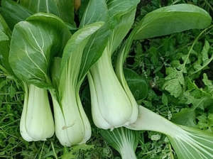 Fruit Veg: Streamside Organic Pak Choi - Bunch