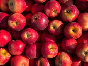 Te Mata Orchards Organic Apples - NZ Queen