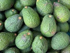 Manawatu Organic Hass Avocado - MEDIUM