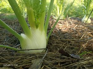 Fruit Veg: Live2Give Farm Organic Fennel with fronds - each