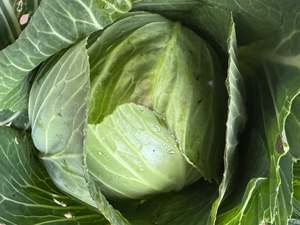Palmy Organic Cabbage - Green SMALL