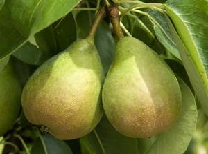 Nelson Organic Pears - Comice READY TO EAT/RIPE