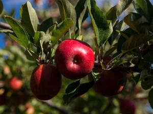 Te Mata Orchards Organic Apples - Sci Fresh (AKA "Jazz")