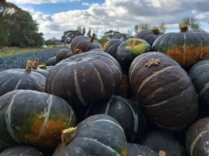Live2Give Farm Organic Pumpkin - Green Buttercup