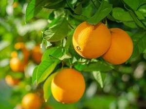 Fruit Veg: Palmy Organic Oranges - Valencia