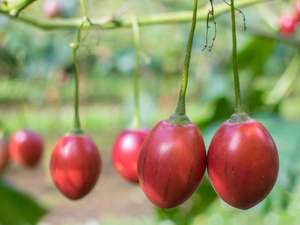 Fruit Veg: Tauranga Organic Tamarillo