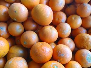 Local Organic Mandarins - Clementine