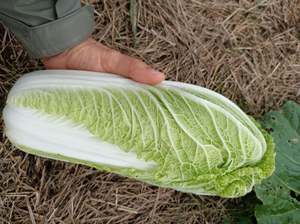 Fruit Veg: Live2Give Farm Organic Wong Bok Chinese Cabbage - SMALL