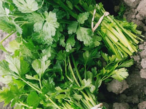 Fruit Veg: Streamside Organic Coriander - bunch