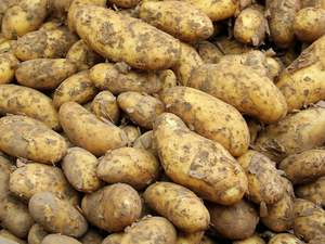 Hastings Organic Potatoes - Agria BRUSHED