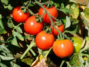 Spray Free Truss Tomatoes (not organic)