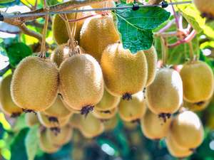 Local Spray Free (not organic) Kiwifruit - Green MEDIUM