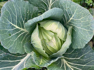 Live2Give Farm Organic Cabbage -Green