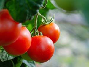 NZ Spray Free (not organic) Truss Tomatoes