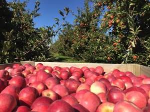 NZ Organic Apples - NZ Rose