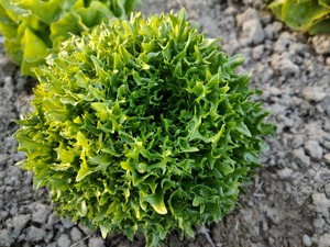 SHARING - Last week's Live2Give Farm Organic Lettuce - Exanimo