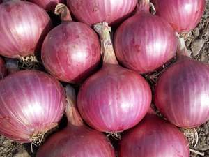 USA Organic Onions - Red LARGE