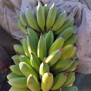 Products: Lady Finger Bananas New Zealand Grown Whole Heart
