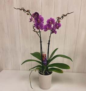 Plants And Pots: Miniature Orchid